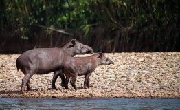 Manu National Park Trip 4 days