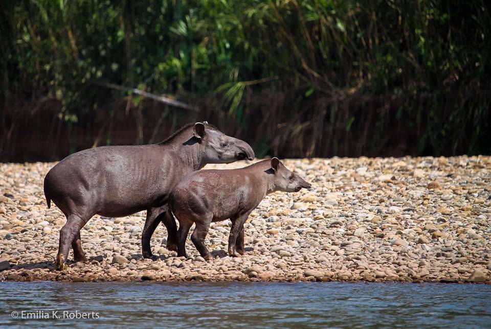Manu National Park  Trip 4 days
