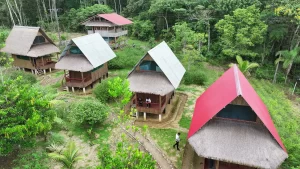  amazon-manu-jungle-trips.