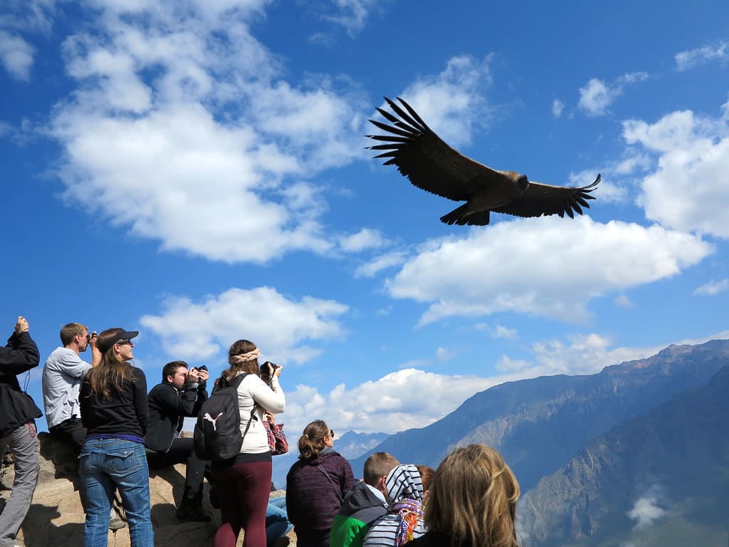 Colca Valley and Canyon 1 Day
