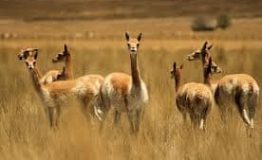 The Best spectacular Andean canyon in Peru 2 days