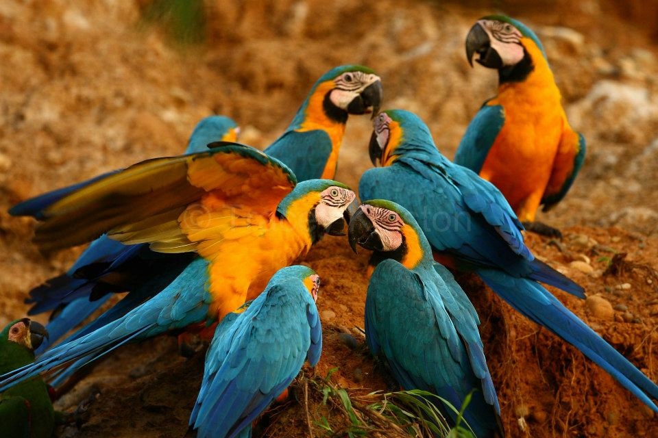 Tropical Amazon Trip Collpa de Guacamayos