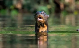 The Trip Manu Reserve to Puerto Maldonado 6 days