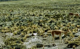 Descubre el Cañón Colca desde Arequipa 1 dia