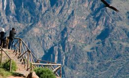Descubre el Cañón Colca desde Arequipa 1 dia