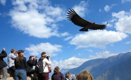 Descubre el Cañón Colca desde Arequipa 1 dia
