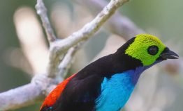 Observación de Aves Tambopata
