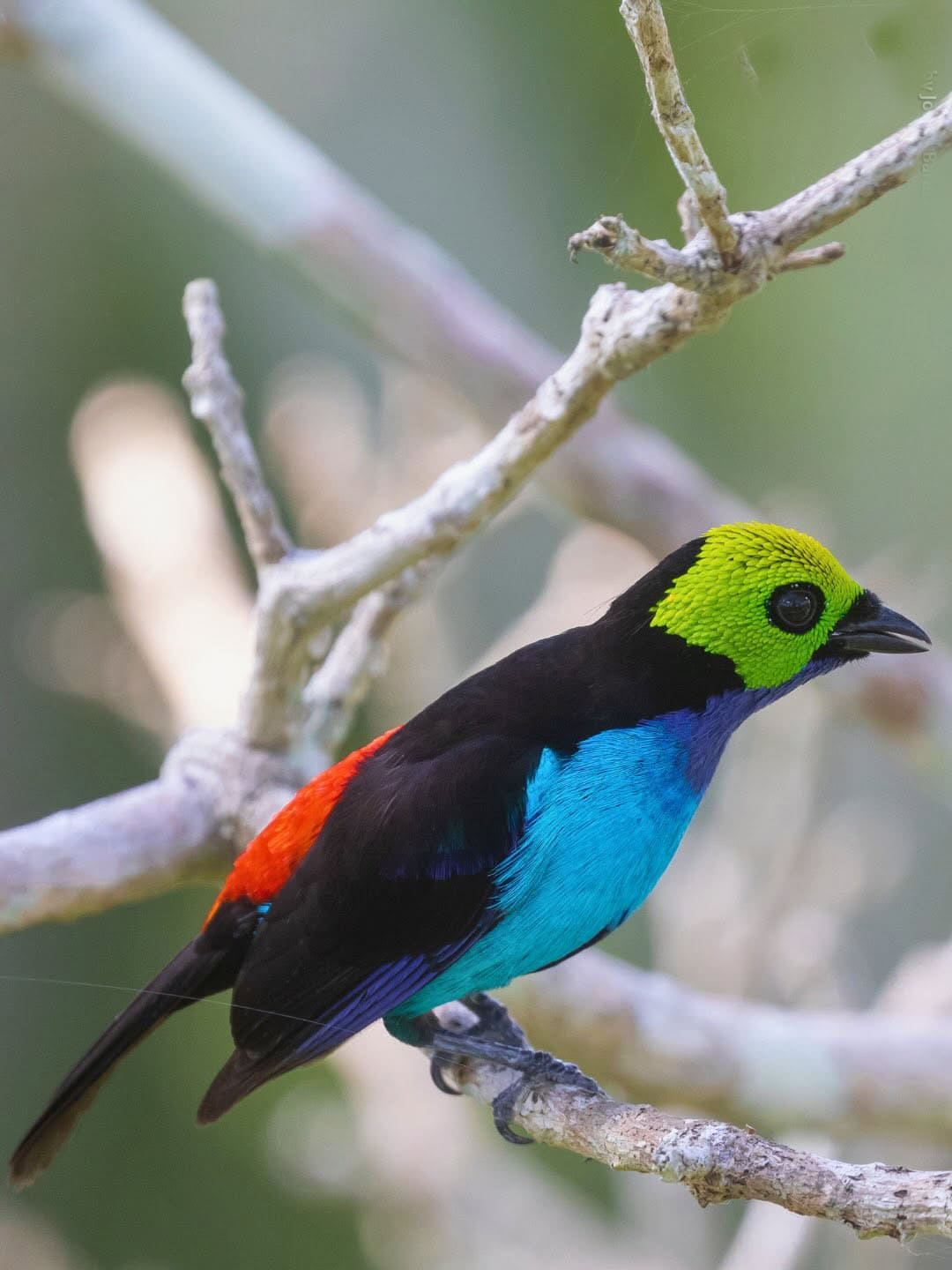 Observación de Aves Tambopata