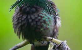 Tambopata Bird Watching