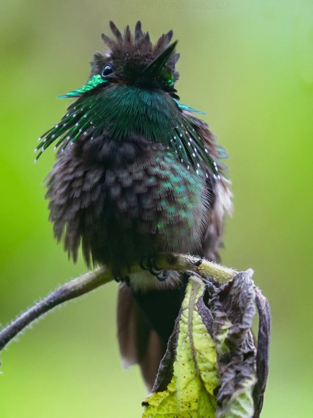 Tambopata Bird Watching