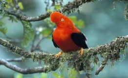 Observación de Aves en el Bosque Nuboso de Manu