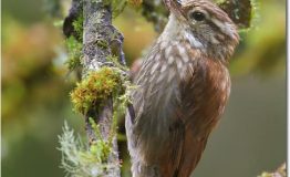 Descubre la Observacion de Aves del Manu Desde Cusco 4 dias