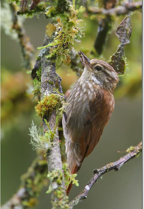 Descubre la Observacion de Aves del Manu Desde Cusco 4 dias