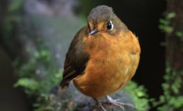 The Birdwatching Manu Cloud Forest 3 day