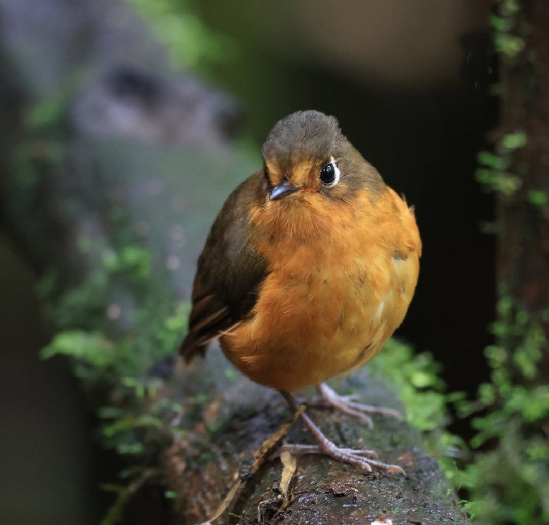 The Birdwatching Manu Cloud Forest 3 day