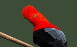 birding in peru