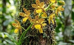 Explorer to Amazon Manu the Enchanting Orchids  of Cloud Forest