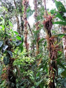 trips to rainforest peru - Explorer to Amazon