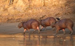 Peru Amazon Tours 3 Dias
