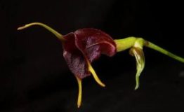 Explora el Amazonas Manu las orquídeas del bosque nublado