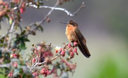 https://www.manujungletrips.com/es/el-tour-observacion-aves-machupicchu/