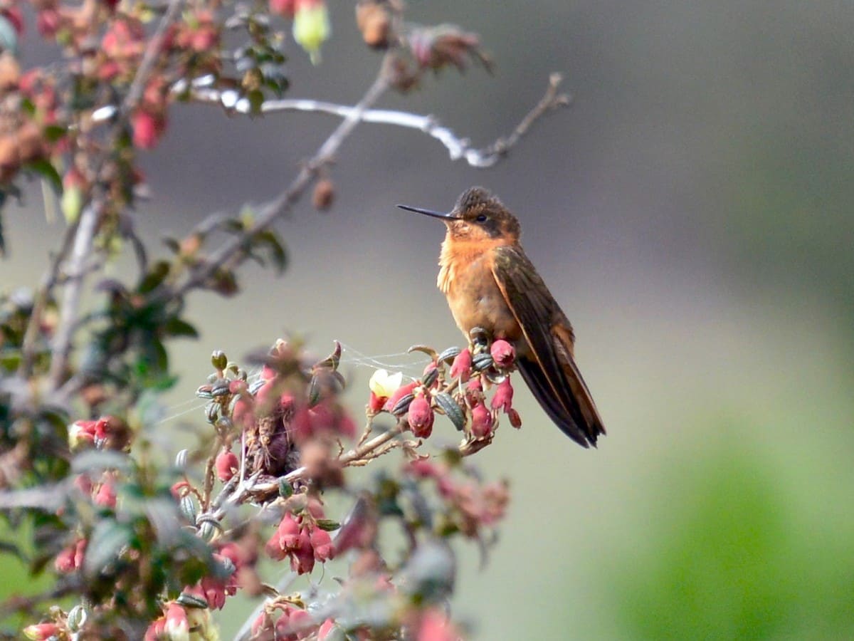 https://www.manujungletrips.com/es/el-tour-observacion-aves-machupicchu/