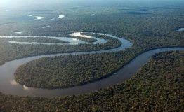 Wild Amazon Peru