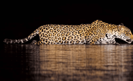 Discover Manu National Park