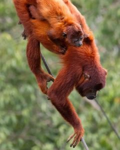 Birding and Photography Manu Road Tour from Cusco 5 days