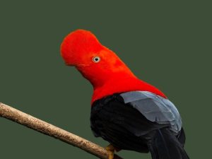 Birding and Photography Manu Road Tour from Cusco 5 days