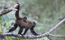Birding and Photography Manu Road Tour from Cusco 5 days