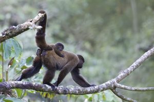 Birding and Photography Manu Road Tour from Cusco 5 days
